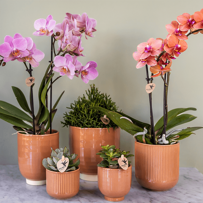 Image of Phalaenopsis Orchideen Treviso – 2 Pflanzen – altrosa Blüten – Ø9cm – Blühende Zimmerpflanzen – Frisch vom Züchter – Elegante Deko & Geschenkidee-2