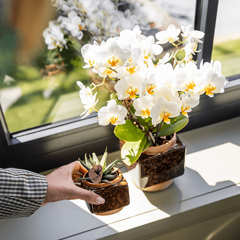 Image of Ziertopf Classy Cube – Braun – Ø6cm – Quadratischer Keramik Blumentopf in glänzender Optik – Übertopf im Retro – Stil für Mini-3