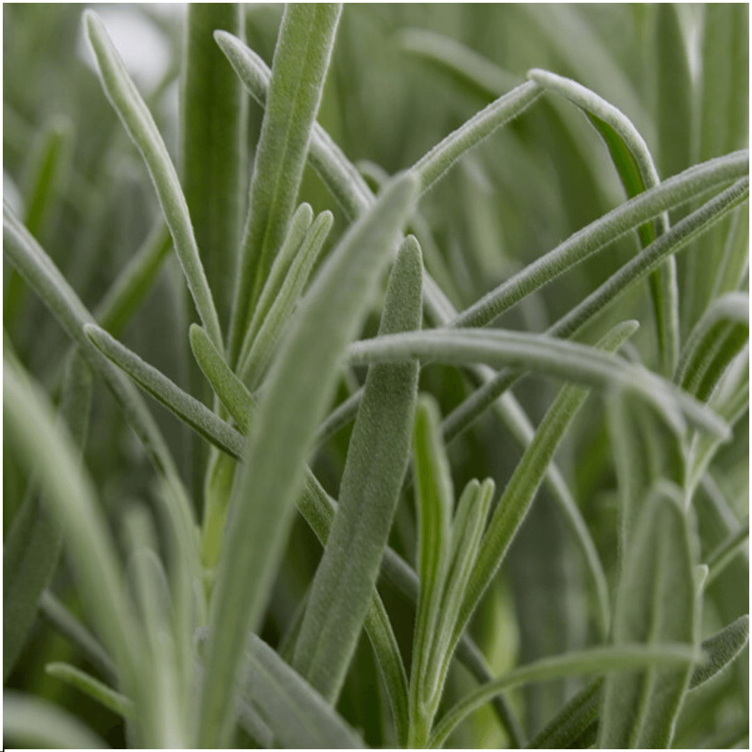 Image of Echter Lavendel – Lavendel angustifolia – Ø7cm – ↕15cm – 72 Pflanzen – Duftend & Winterhart – Für Garten, Balkon & Terrasse – Pflegeleicht-0