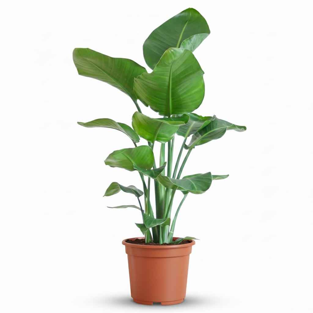 Image of Strelitzia Nicolai Paradiesvogelblume Zimmerpflanze 80-90cm Ø19cm Pflegeleichte Großblattpflanze für Wohnzimmer Büro & Wintergarten-0