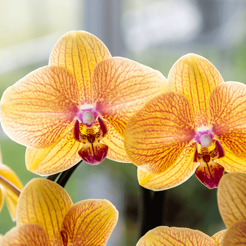 Image of Phalaenopsis Orchidee Sunny Bunny – Ø12cm – Gelb – Rosa blühende Zimmerpflanze – Niagara Fall Kollektion – Blühende Orchidee frisch vom Züchter-2