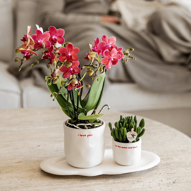 Image of Ziertopf I Love You – Ø9cm – Weißer Keramiktopf mit rotem Schriftzug – Romantischer Blumentopf als Geschenkidee-1