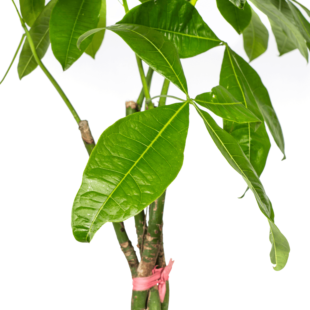 Image of Glückskastanie Pachira Aquatica – Zimmerpflanze – Ø24cm – 120-140cm hoch – Geflochtener Stamm – Exotisch & pflegeleicht-2