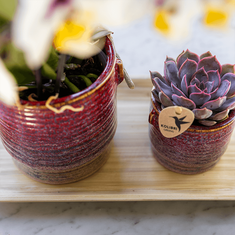 Image of Aura Pflanztopf – Ø6cm – Retro Übertopf im Bold Seventies Stil – Keramik Blumentopf mit Henkeln – Mini – Blumentopf für Orchideen & Grünpflanzen-2