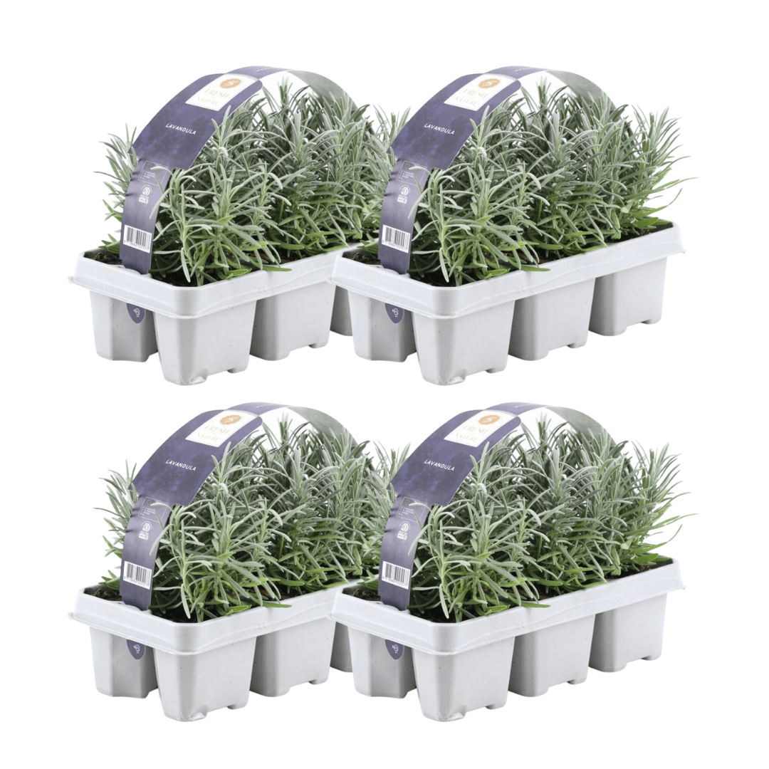 Image of Lavandula angustifolia – Echter Lavendel – Ø7cm – ↕15cm – 12 Pflanzen – Duftende & Mediterrane Pflanzen – Für Garten, Balkon & Terrasse-5