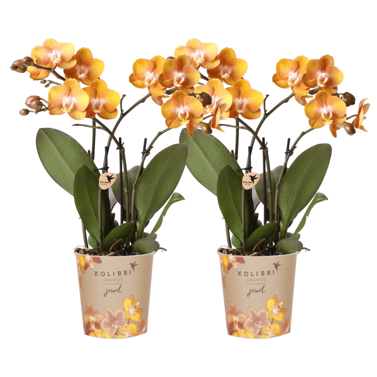 Image of Phalaenopsis-Orchidee Las Vegas – 2 Pflanzen – Orange – Ø12cm – Zimmerpflanze mit 3-4 Blütenstielen – Edle Multiflora-Orchidee für Wohnung & Büro-0
