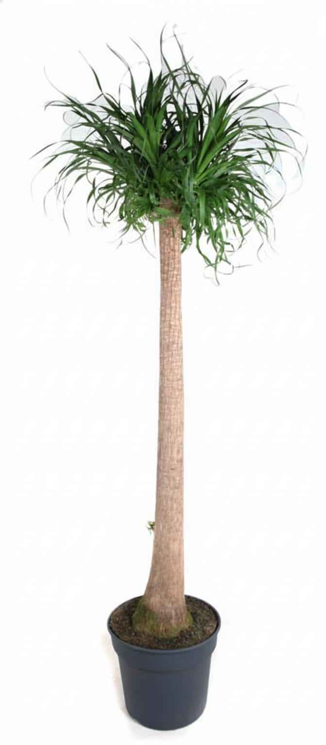 Image of Beaucarnea XXL – ca.180-200cm Zimmerpflanze – Elefantenfuß mit markantem Stamm – Exklusive Großpflanze für Wohnzimmer Büro & Empfangsbereiche-0