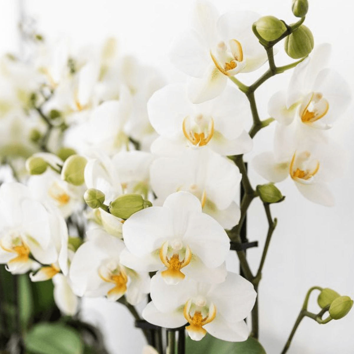 Image of Pflanzenset Mediterranean Sunset – Weiße Phalaenopsis Orchidee Lausanne & Sukkulenten – 3 Pflanzen mit Keramik – Ziertöpfen – Inklusive Tablett-4