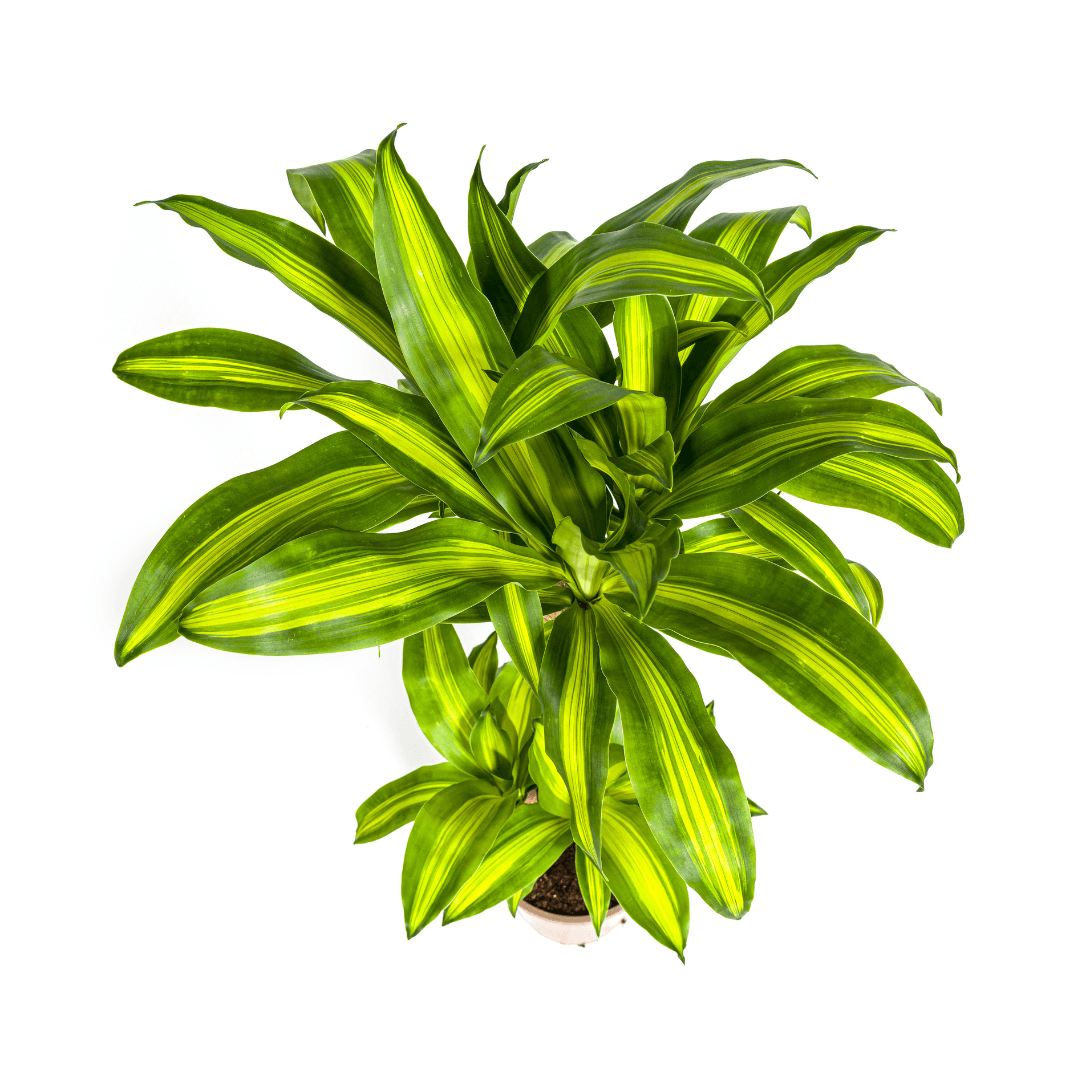 Image of Drachenbaum – Dracaena Fragrans Massangeana – Zimmerpflanze – Tropisches Flair – Luftreinigend – Ø21cm – Höhe 90-110cm – Pflegeleicht-3