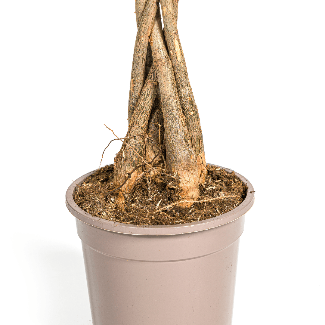 Image of Glückskastanie Pachira Aquatica – Zimmerpflanze – Ø19cm – 70-90cm hoch – Geflochtener Stamm – Exotisch & pflegeleicht-1
