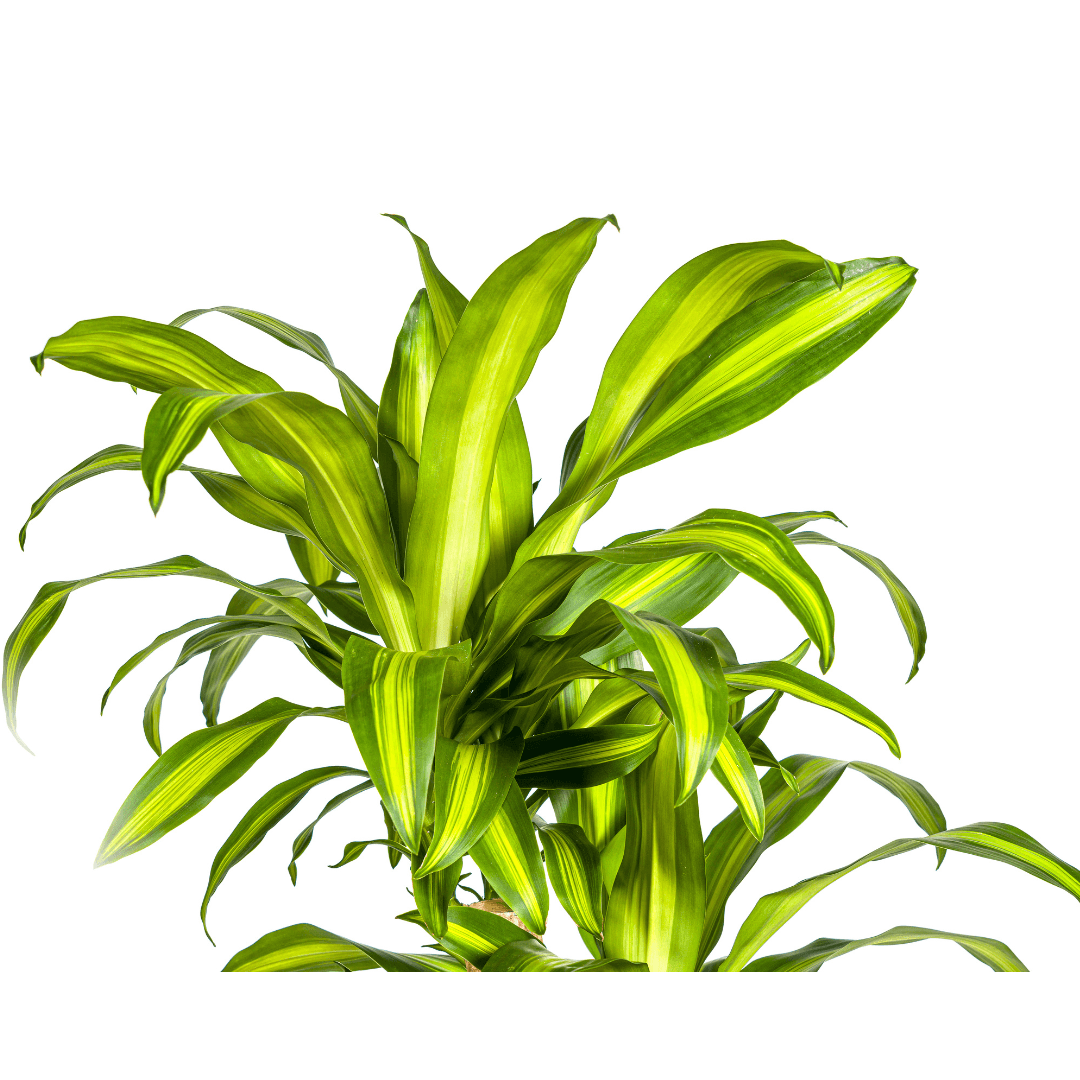Image of Drachenbaum Dracaena Fragrans Massangeana Karussell – Zimmerpflanze – Ø30cm – ↑130-150cm – Grüne Blattpflanze für Wohnzimmer & Büro-1