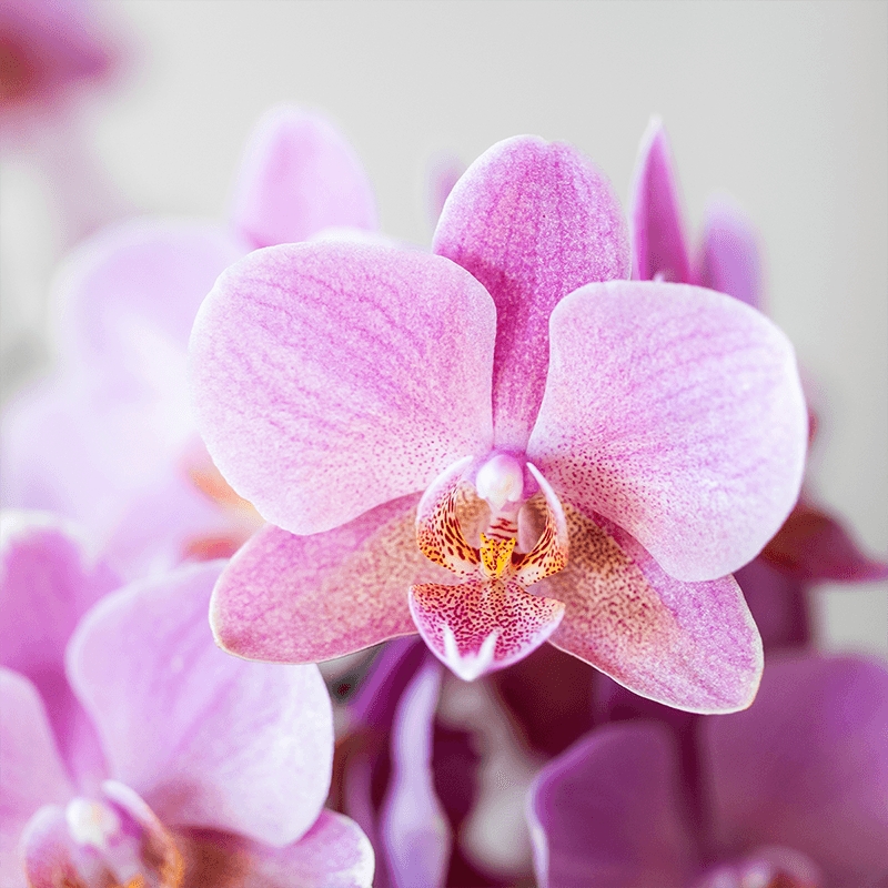 Image of Phalaenopsis Orchideen Treviso – 2 Pflanzen – altrosa Blüten – Ø9cm – Blühende Zimmerpflanzen – Frisch vom Züchter – Elegante Deko & Geschenkidee-4