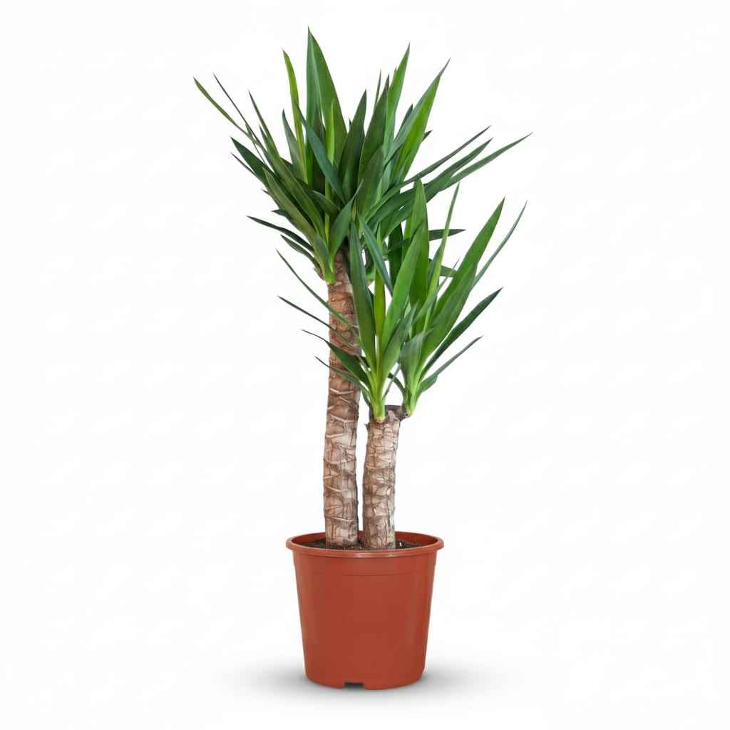 Image of Yucca Elephantipes Palmlilie Zimmerpflanze 80-90cm 21cm Pflegeleichte Grünpflanze für Wohnzimmer Büro & Innenräume-0