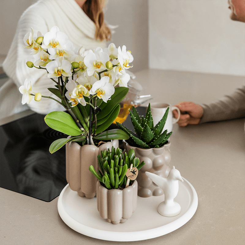 Image of Geschenkset Slow Living – Weiße Phalaenopsis Orchidee mit 2-3 Trieben & 2 Grünpflanzen – Beige Keramiktöpfe auf weißem Tablett-2