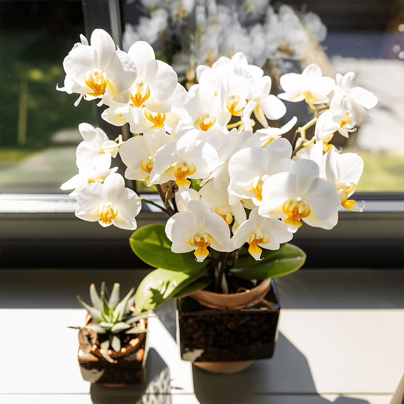 Image of Classy Cube Ziertopf Ø9cm – Quadratischer Keramik – Blumentopf in Braun – Glänzende Oberfläche für Orchideen & Zimmerpflanzen – Übertopf mit Retro-2