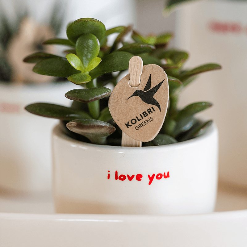 Image of Ziertopf I Love You – Ø6cm – Weißer Keramiktopf mit rotem Schriftzug – Romantischer Blumentopf als Geschenkidee – Pflanztopf für Zuhause & Büro-3