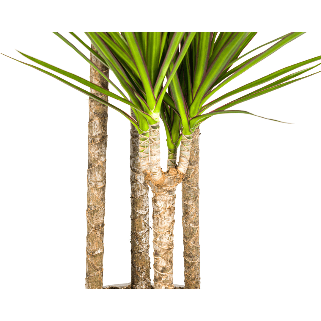 Image of Drachenbaum Dracaena Marginata Green – Große Zimmerpflanze – Ø27cm – 170-190cm hoch – Schlanke dunkelgrüne Blätter – Moderner Urban Jungle Klassiker-2