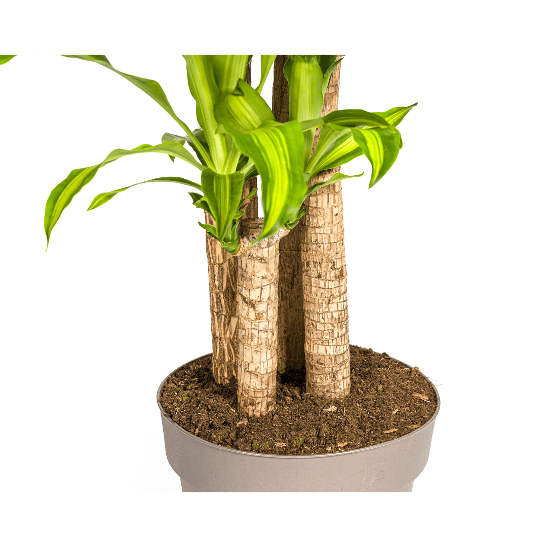 Image of Dracaena Fragrans Massangeana – Drachenbaum – Ø30cm – ↕170-190cm – Tropische Zimmerpflanze – Robust & pflegeleicht-1