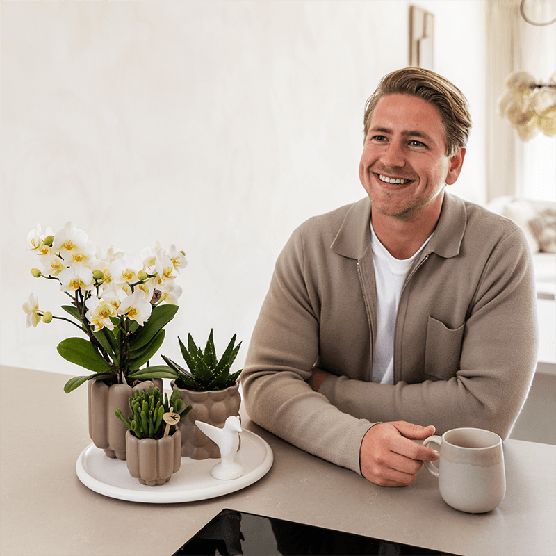 Image of Geschenkset Slow Living – Weiße Phalaenopsis Orchidee mit 2-3 Trieben & 2 Grünpflanzen – Beige Keramiktöpfe auf weißem Tablett-3
