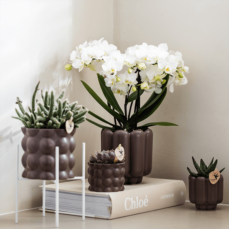 Image of Weiße Phalaenopsis Orchidee – Zürich – Ø9cm – Elegante blühende Zimmerpflanze mit 2-3 kräftigen Trieben-1
