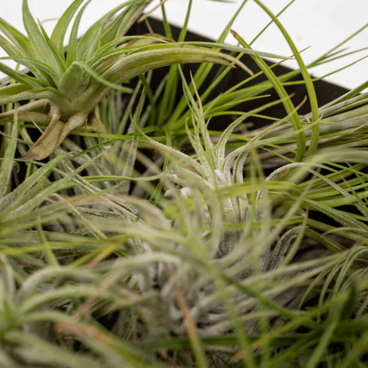 Image of Tillandsia Air Mix – 20 Stück Luftpflanzen – Ø6cm – ca. 6cm hoch – Pflegeleichte Tillandsien – Mischung – Erdlos & dekorativ – Für kreative Wohnideen