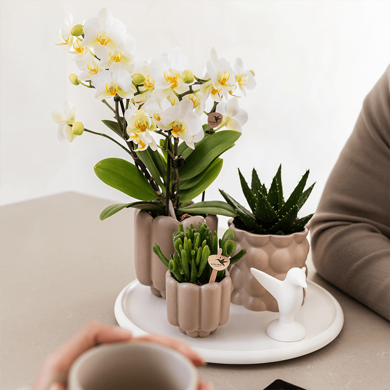 Image of Geschenkset Slow Living – Weiße Phalaenopsis Orchidee mit 2-3 Trieben & 2 Grünpflanzen – Beige Keramiktöpfe auf weißem Tablett-1