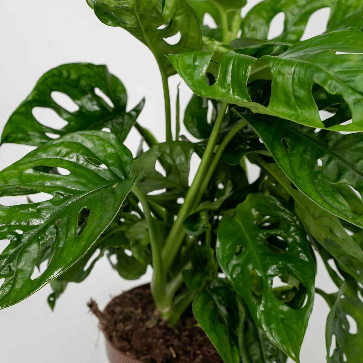 Image of Fensterblatt – Monstera Monkey Leaf – Zimmerpflanze – Ø12cm – ↕30cm – Lochblatt – Pflegeleicht – Tropisches Flair-2