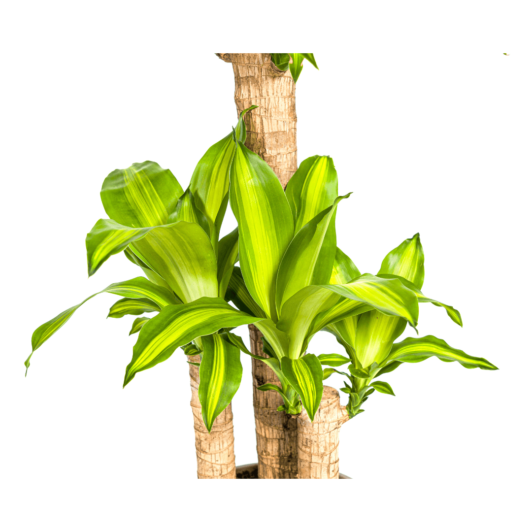 Image of Drachenbaum – Dracaena Fragrans Massangeana – Zimmerpflanze – Tropisches Flair – Luftreinigend – Ø21cm – Höhe 90-110cm – Pflegeleicht-1