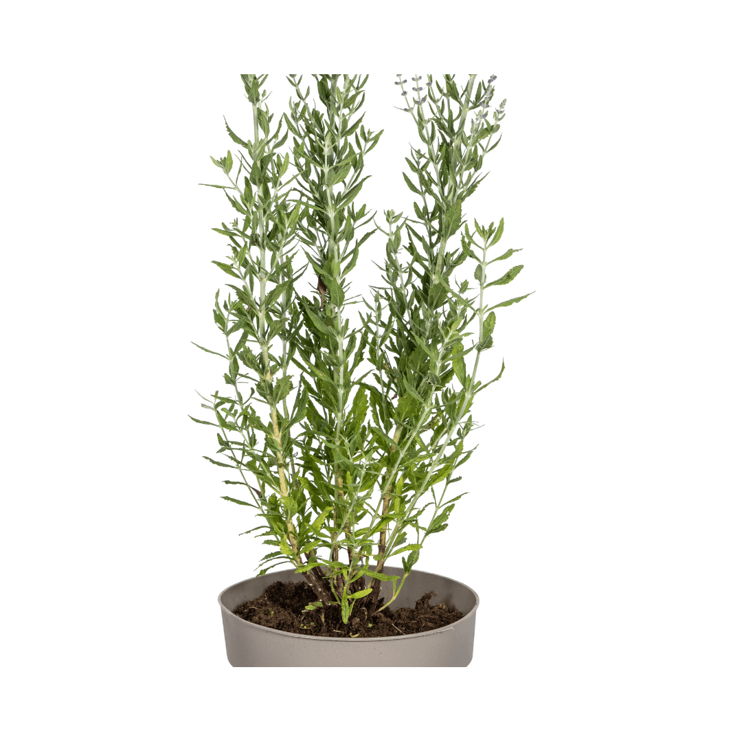 Image of Perovskia atriplicifolia – Blauraute – Ø19cm – ↕50–60cm – Lavendelblaue Blüten – Aromatisches Ziergehölz für sonnige Beete & Steingärten-1