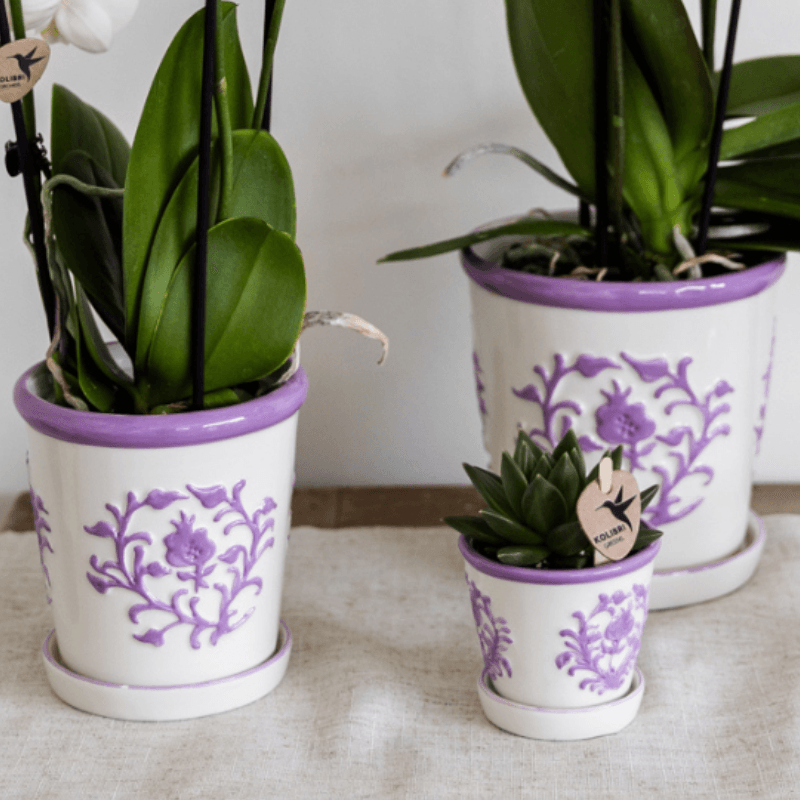 Image of Orchidee Vienna Lila im Malaga Ziertopf Lila – Ø9cm – Zimmerpflanze mit 2-3 kräftigen Zweigen – Blühende Indoor – Orchidee-1