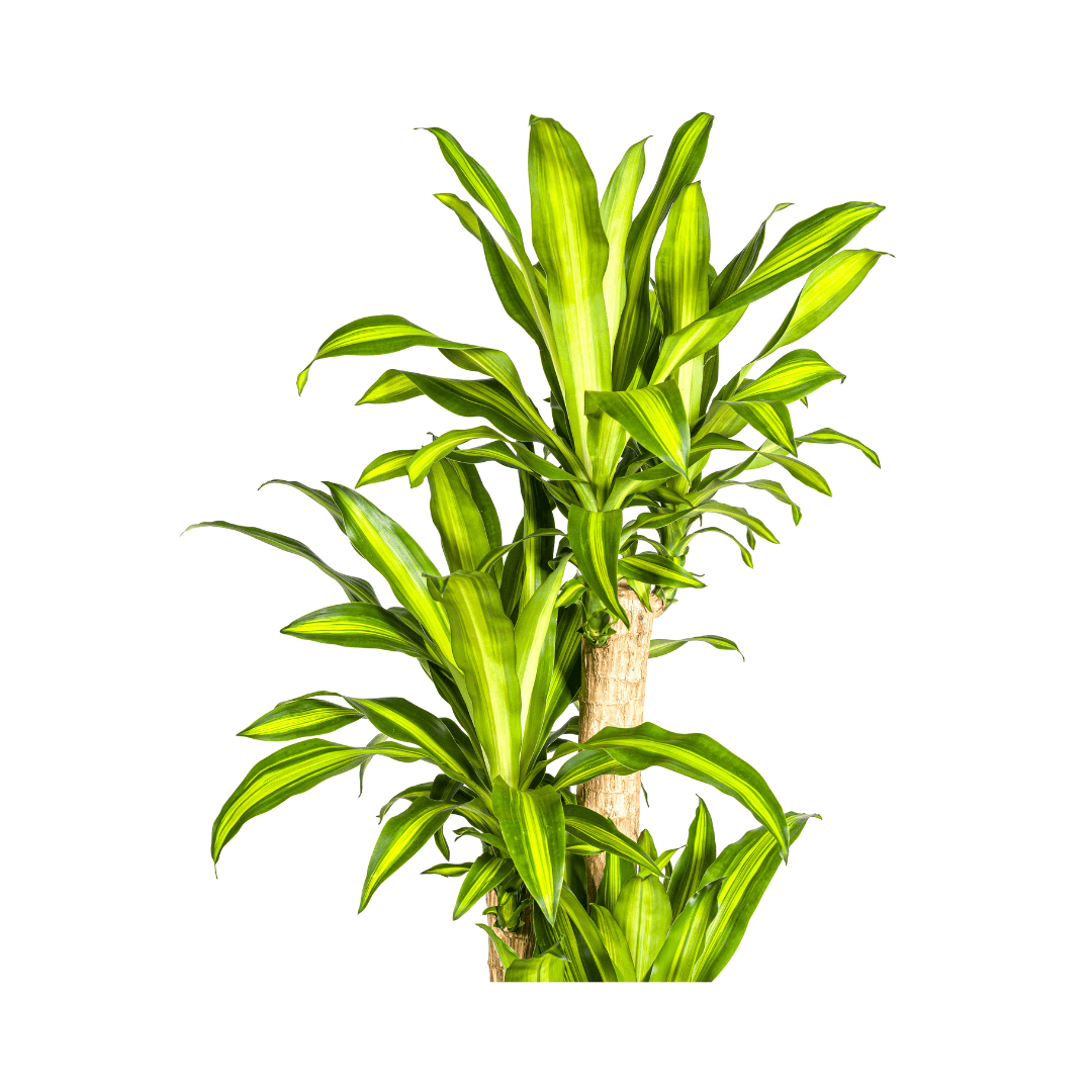 Image of Dracaena Fragrans Massangeana – Drachenbaum – Ø30cm – ↕170-190cm – Tropische Zimmerpflanze – Robust & pflegeleicht-2