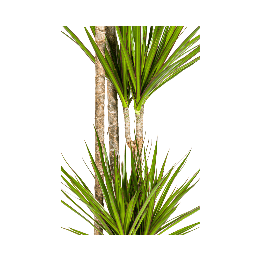 Image of Drachenbaum Dracaena Marginata Green – Große Zimmerpflanze – Ø27cm – 170-190cm hoch – Schlanke dunkelgrüne Blätter – Moderner Urban Jungle Klassiker-1