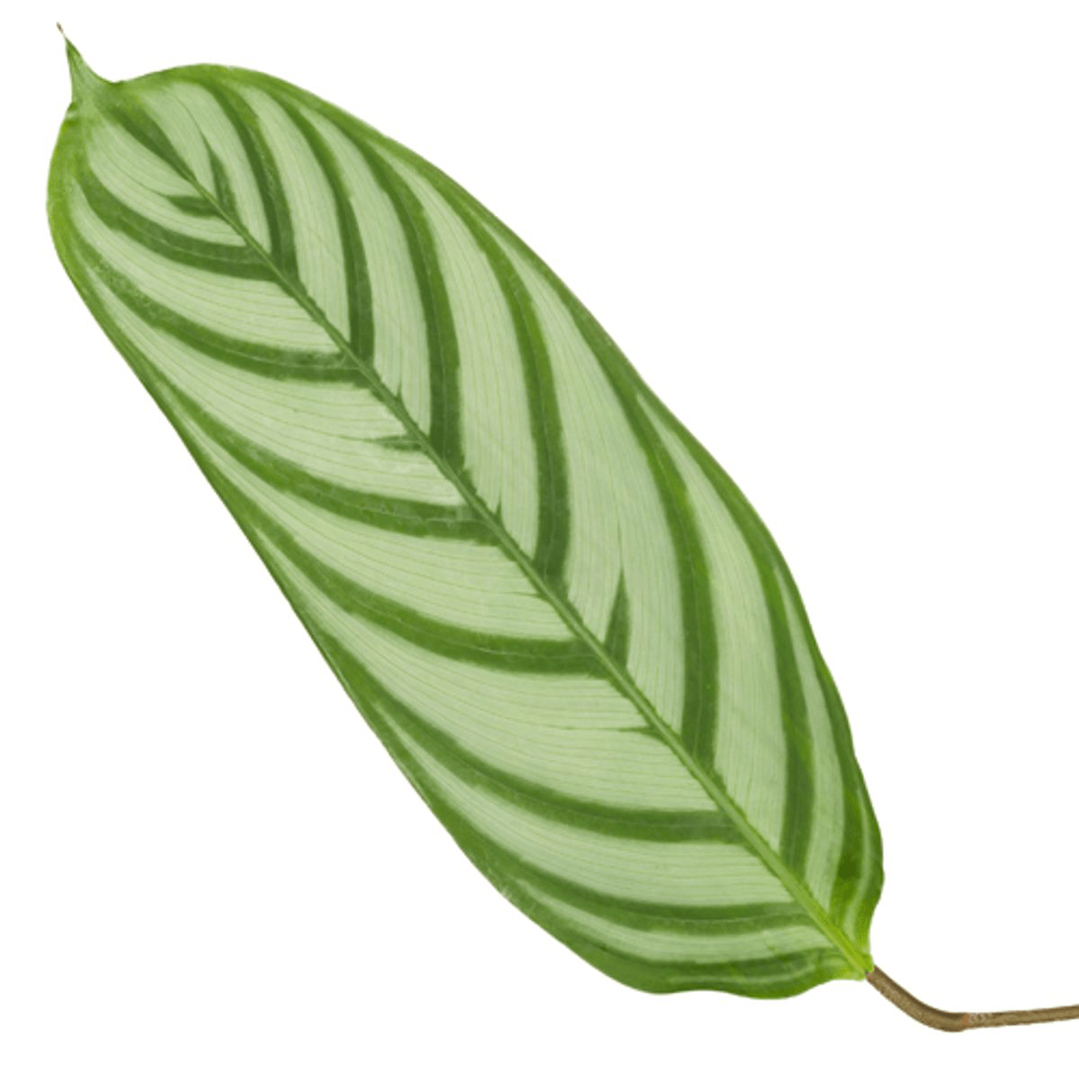 Image of Korbmarante Calathea Compactstar – Zimmerpflanze 90cm hoch – Ø21cm – Tropische Blattschmuckpflanze mit dekorativem Muster-1