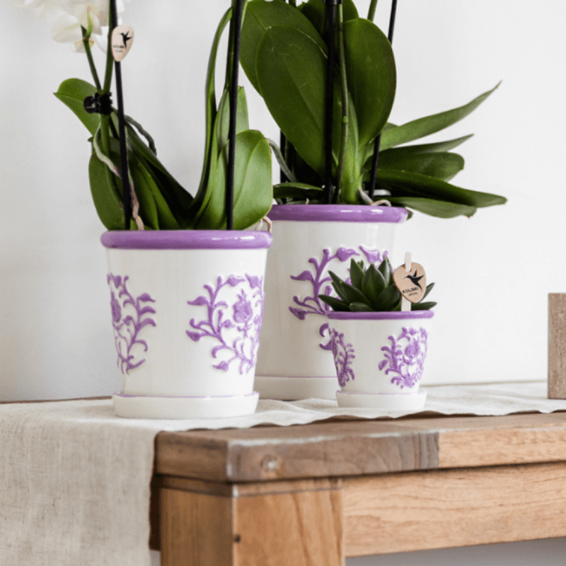 Image of Orchidee Vienna Lila im Malaga Ziertopf Lila – Ø9cm – Zimmerpflanze mit 2-3 kräftigen Zweigen – Blühende Indoor – Orchidee-2