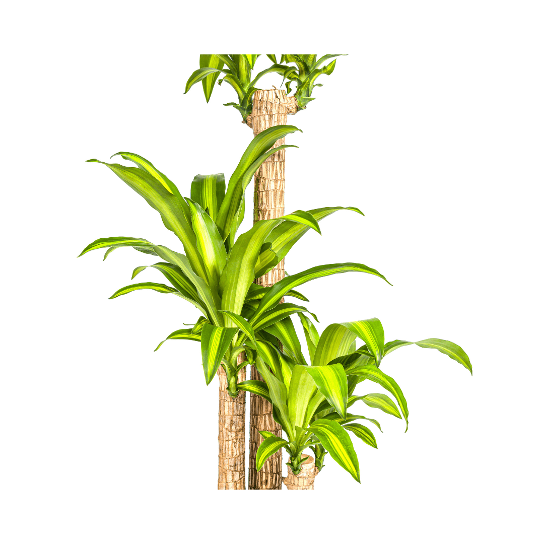 Image of Dracaena Fragrans Massangeana – Drachenbaum – Ø24cm – ↕130-150cm – Zimmerpflanze – Tropisches Grün – Pflegeleicht & dekorativ-2