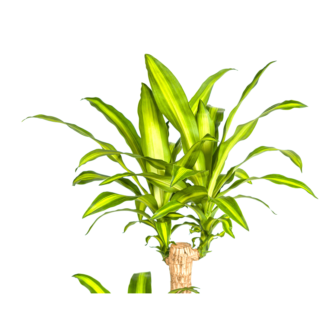 Image of Dracaena Fragrans Massangeana – Drachenbaum – Ø24cm – ↕130-150cm – Zimmerpflanze – Tropisches Grün – Pflegeleicht & dekorativ-3