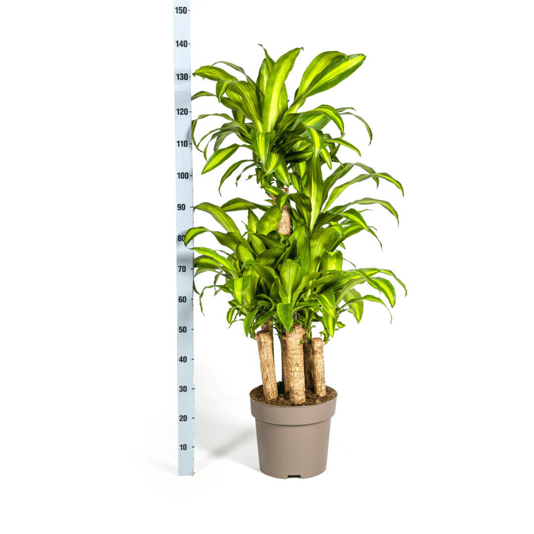 Image of Drachenbaum Dracaena Fragrans Massangeana Karussell – Zimmerpflanze – Ø30cm – ↑130-150cm – Grüne Blattpflanze für Wohnzimmer & Büro-4