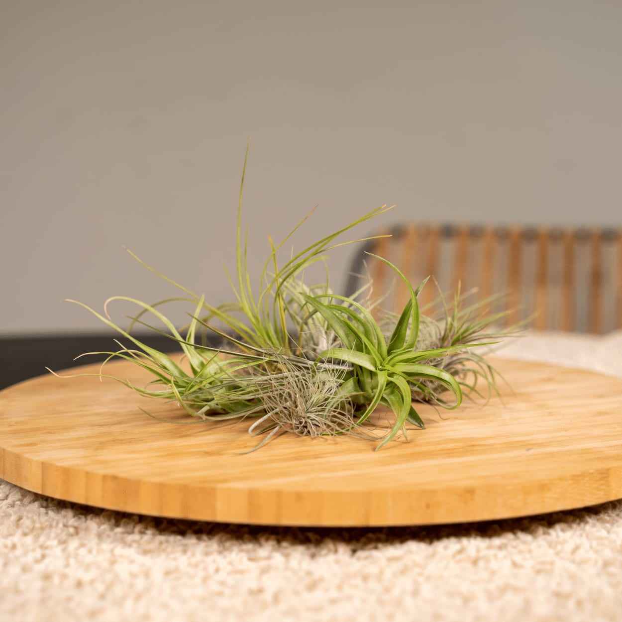 Image of Tillandsia Air Mix – 10 Luftpflanzen – Ø6cm – ca. 6cm hoch – Pflegeleichte Tillandsien – Mischung – Für kreative Deko & helle Innenräume