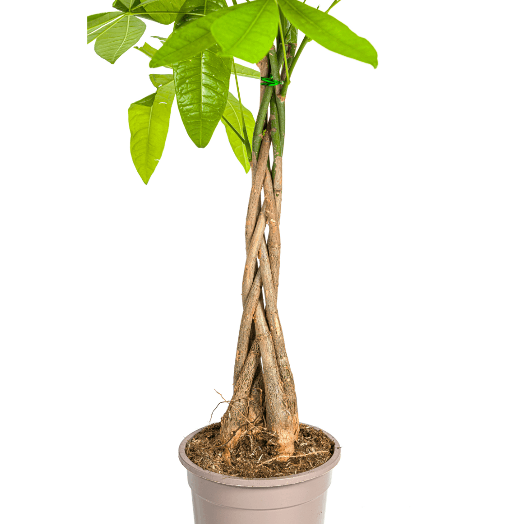Image of Glückskastanie Pachira Aquatica – Zimmerpflanze – Ø19cm – 70-90cm hoch – Geflochtener Stamm – Exotisch & pflegeleicht