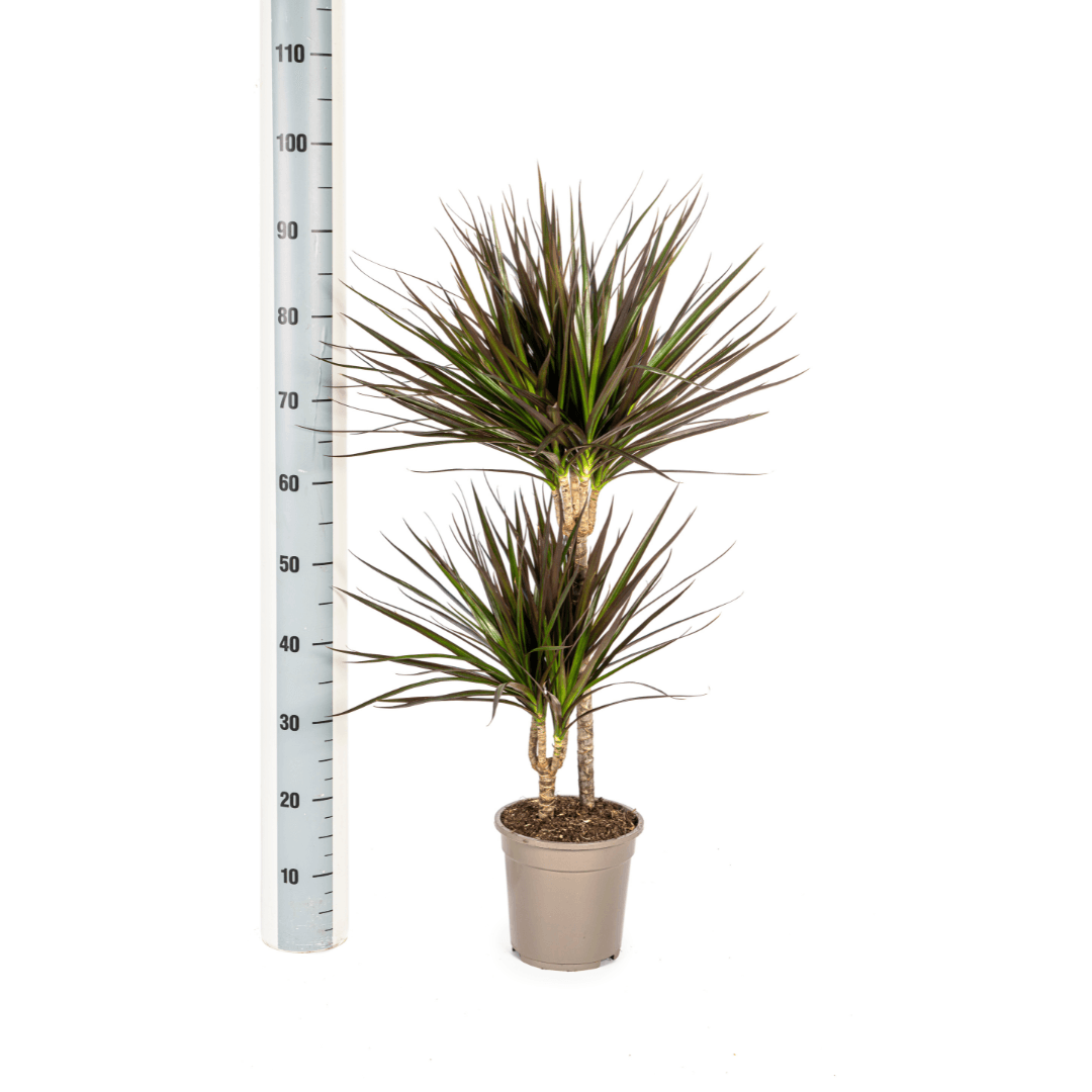 Image of Drachenbaum Dracaena Marginata Magenta – Zimmerpflanze Ø19cm – 70-90cm hoch – Grünpflanze mit magentafarbenen Blatträndern-2
