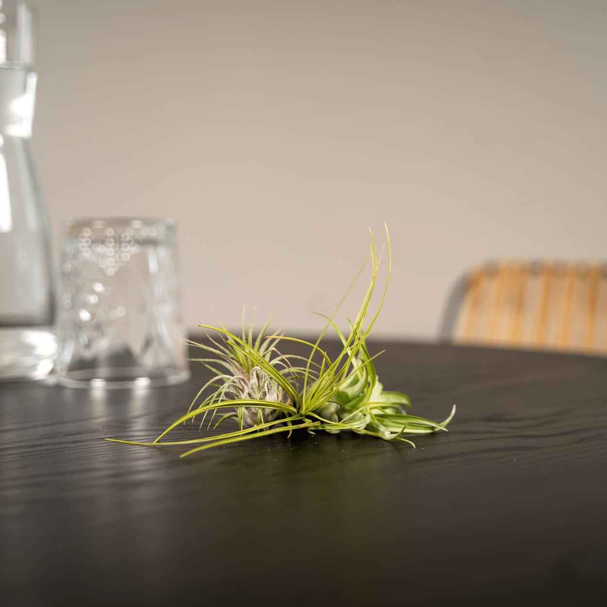 Image of Tillandsia Air Mix – 5 Luftpflanzen – Ø6cm – Pflegeleichte Tillandsien – Mischung – Ohne Erde – Für helle Innenräume & kreative Deko