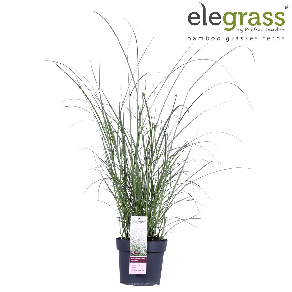 Image of Chinaschilf - Miscanthus sinensis 'Ferner Osten' - Ø19cm ↕50cm - Ziergras mit roten Stängeln & rotbraunen Blüten - Winterhart & pflegeleicht-4