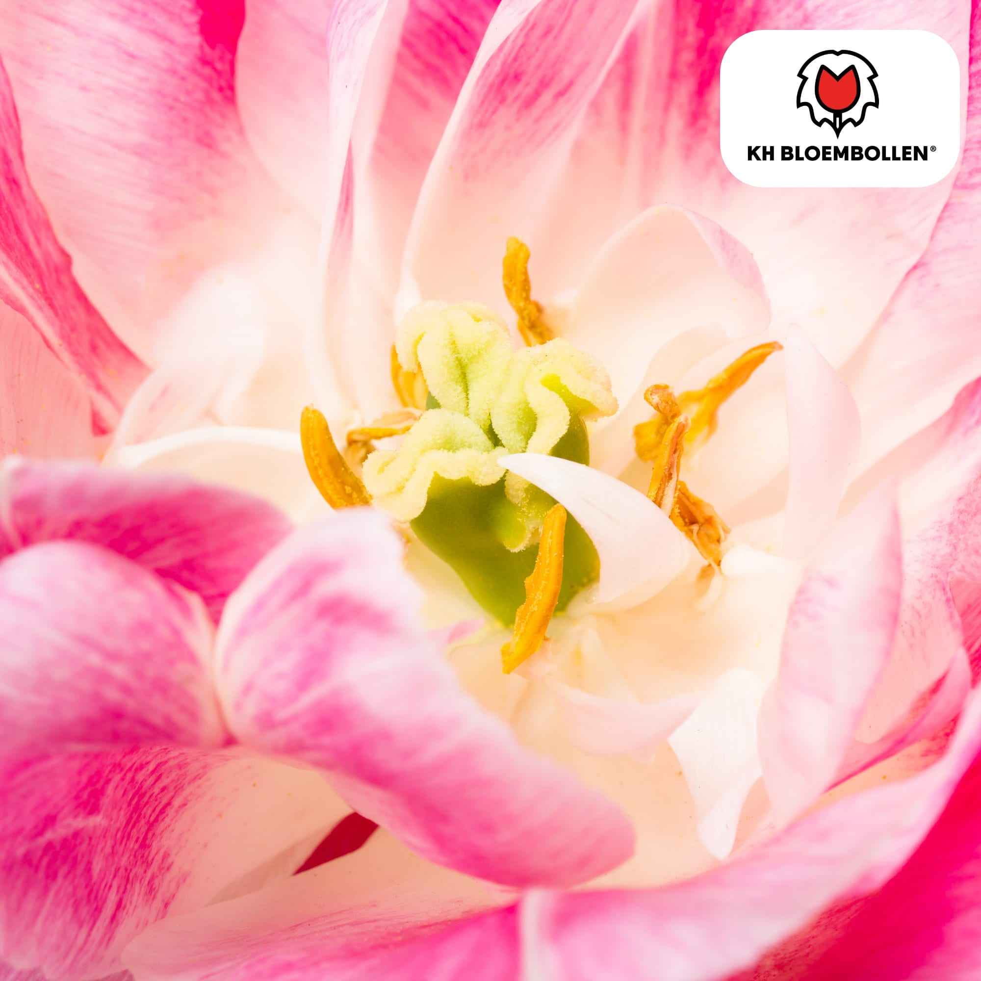 Image of Columbus Tulpenzwiebeln – 20 Blumenzwiebeln – Rosa-weiße Pioentulpen – Gefüllte Blüte – Für Garten, Topf & Vase