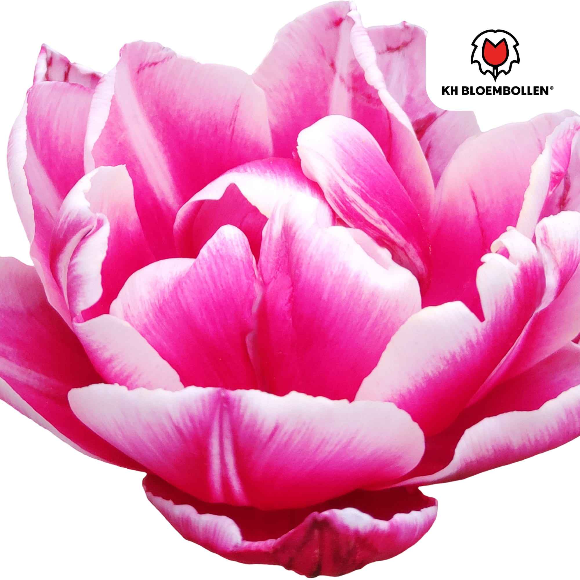 Image of Columbus Tulpenzwiebeln – 20 Blumenzwiebeln – Rosa-weiße Pioentulpen – Gefüllte Blüte – Für Garten, Topf & Vase