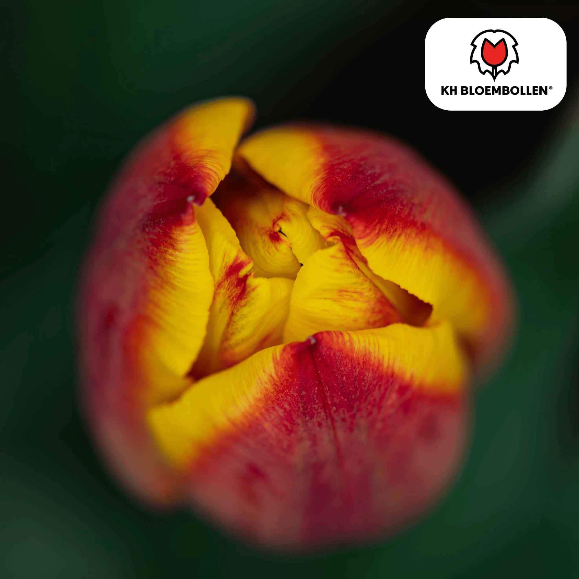 Image of Tulpenzwiebeln Jan Seignette – 20 Blumenzwiebeln – Rot-gelb gestreifte Tulpe – Klassisch & auffällig – Für Garten & Topf-1