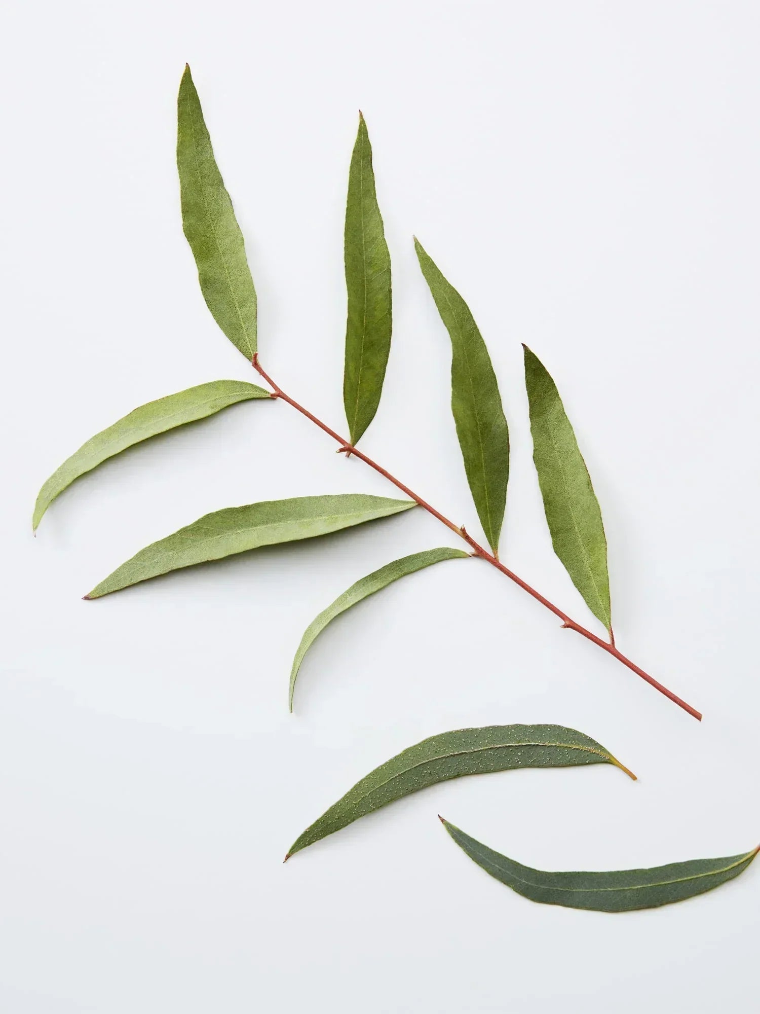 Image of American Crew 3-IN-1 Chamomile + Pine 450ml-2
