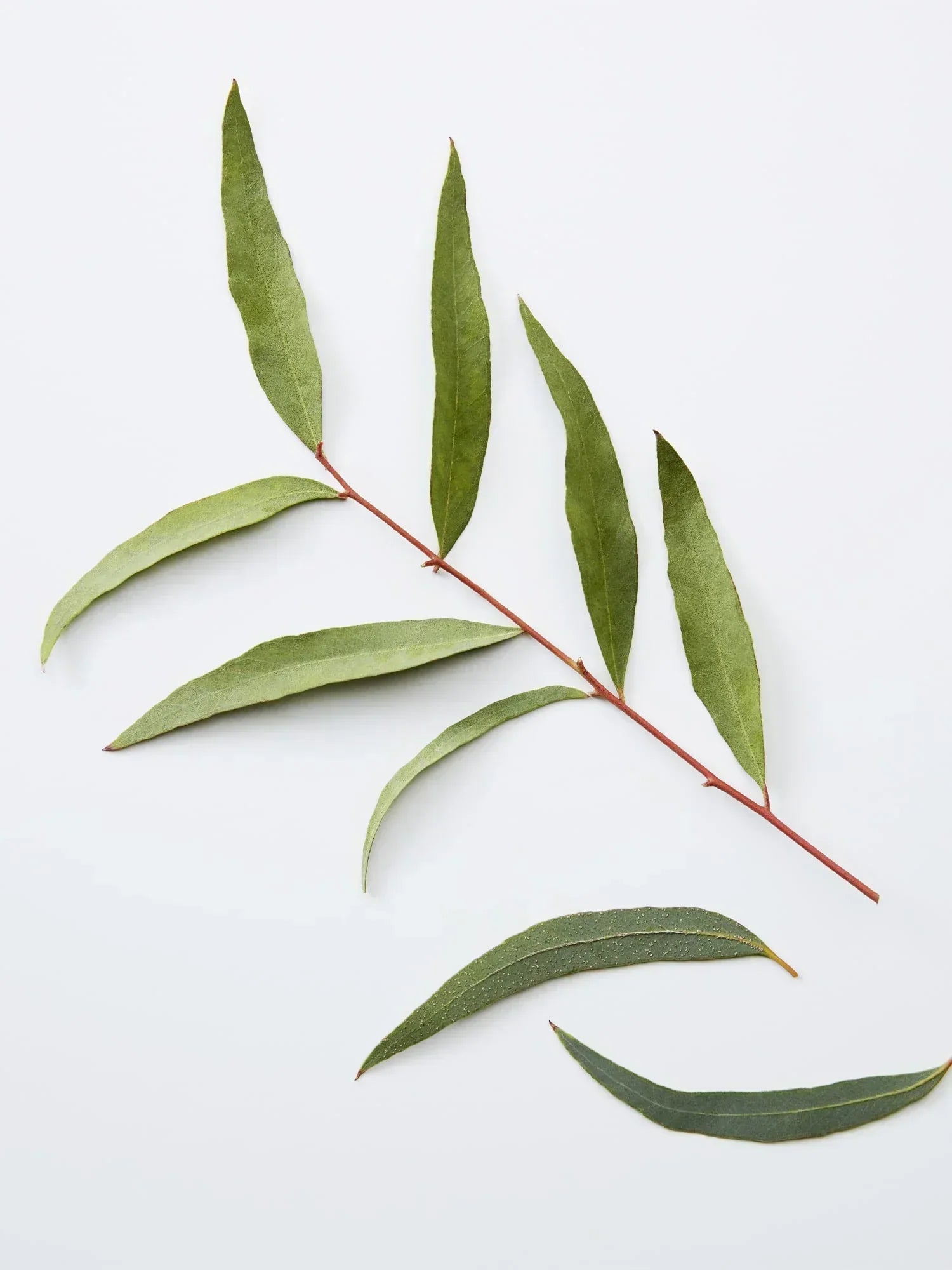 Image of American Crew 3-IN-1 Chamomile + Pine 250ml-3