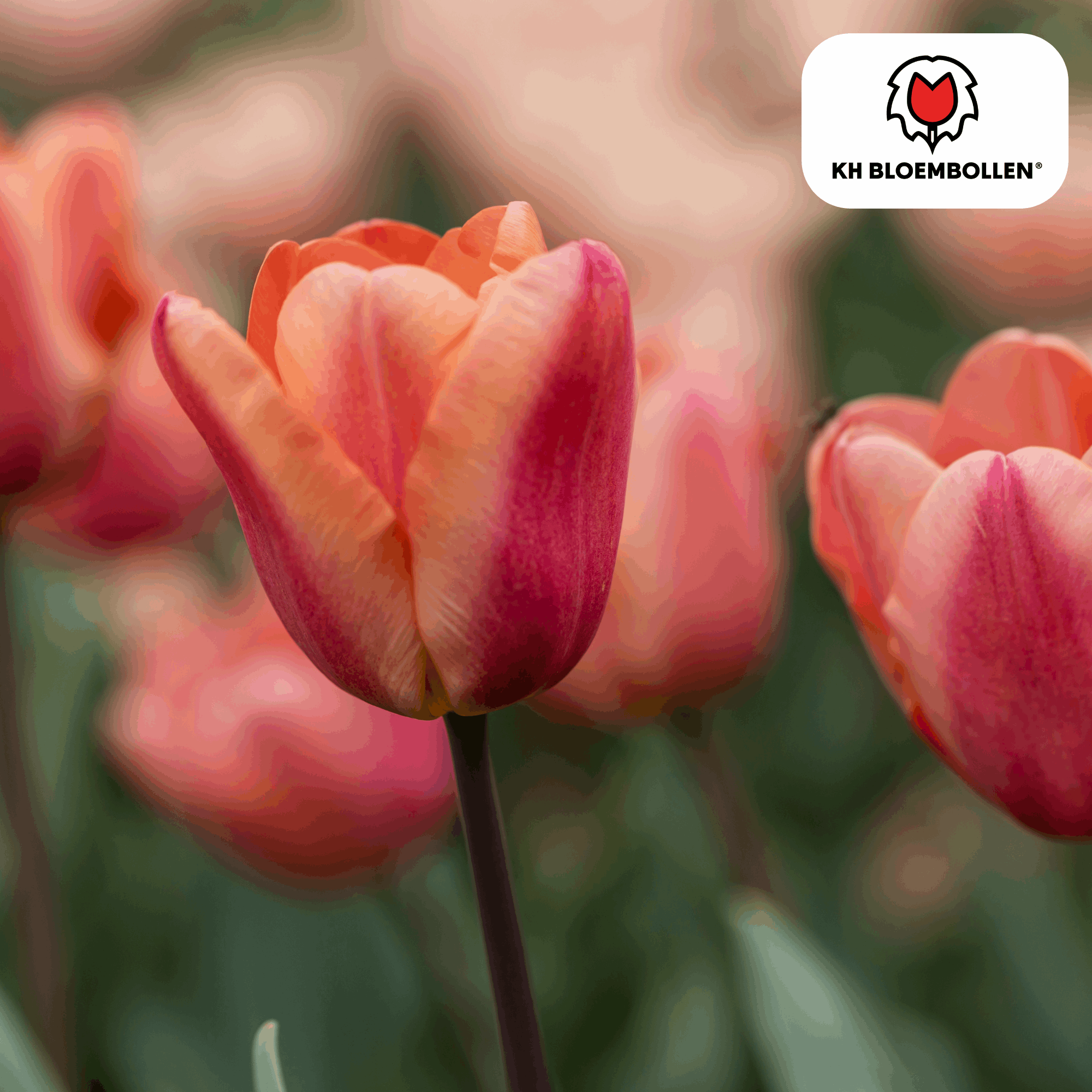 Image of Apricot Foxx Tulpenzwiebeln – 20 Stück – Lachsrosa Frühlingsblüher – Sorte Tulipa „Apricot Foxx“ – Für Garten & Topf – Blüte April–Mai-0