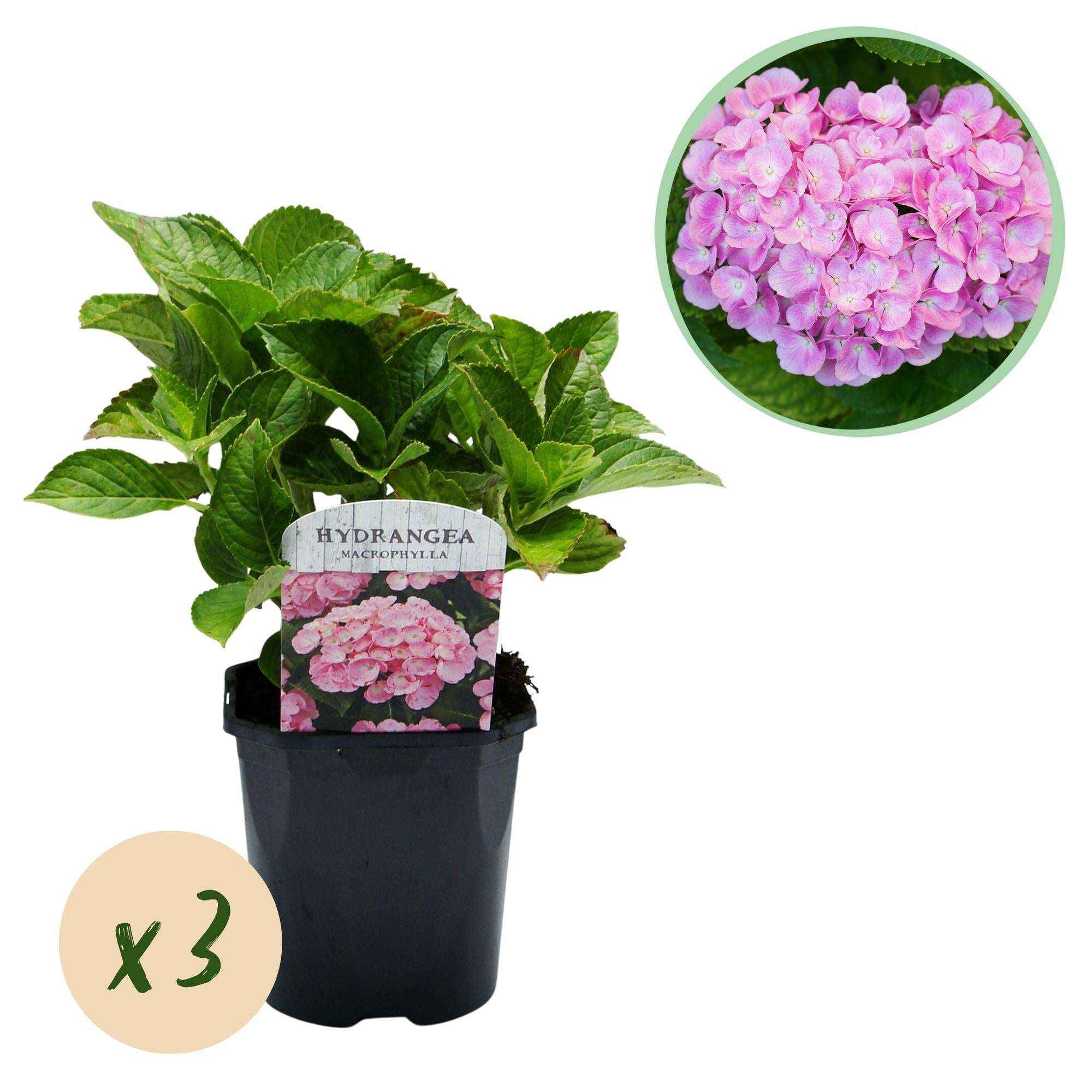 Image of Hortensie Hydrangea macrophylla Rosa – 3 Pflanzen für 1m² – Ø17cm – ↕30cm – Sommerblüher – Pflegeleicht & laubabwerfend-0
