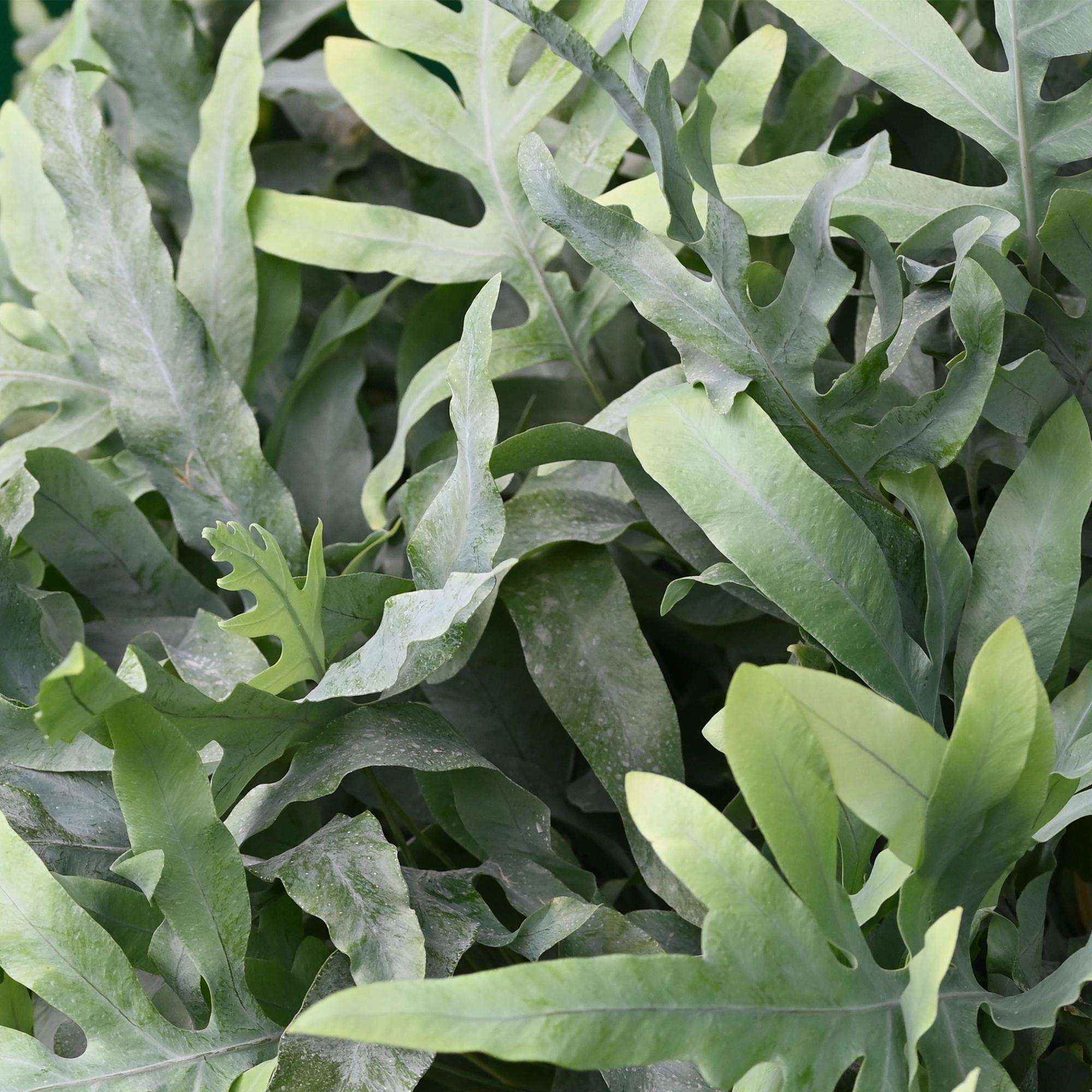 Image of Phlebodium aureum Blue Star Farn – Blaue Farnpflanze – Haustierfreundliche Zimmerpflanze 12cm – Höhe ca.25cm – Tropenfarn für Wohnzimmer & Büro-4